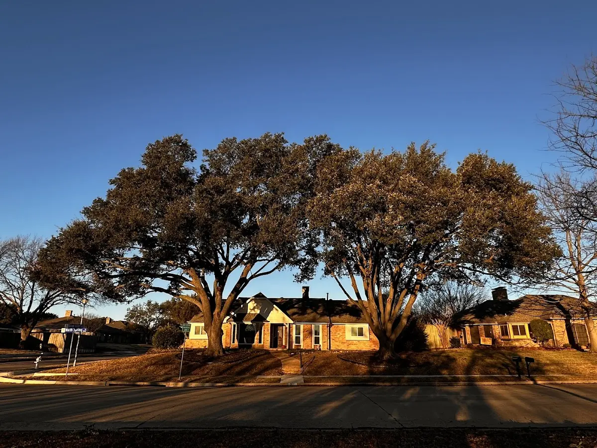 Established residential canopy tree shading a home in Wewahitchka